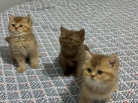 British Shorthair Yavrularımız