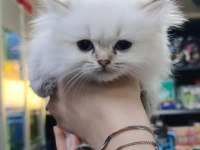 İki aylık british longhair