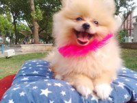 A kalite pomeranian yavrularımız