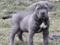 Cane Corso Köpeği