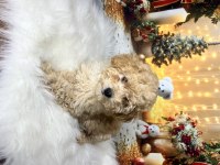 Kıvır kıvır Maltipoo
