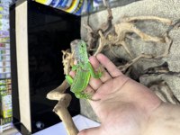 Cites belgeli yavru yeşil iguana