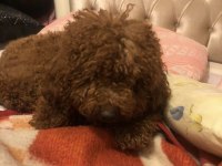 Orjinal poodle yavrular