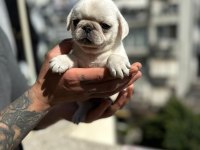 EGZOTİC WHİTE PUG KARDEŞLER