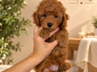 Sevimli Mini Poodle Bebeklerimiz