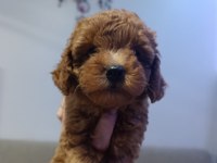 Kore ve Toy Poodle Yavrularımız Aileleri Bekliyor