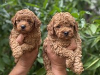 Toy poodle bebekler