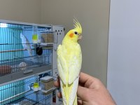lutino yavru sultan papağanlar