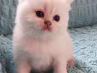 Kaliteli sağlıklı british longhair yavrular