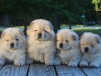 CHOW CHOW DÜNYASINDAN IRK GARANTİLİ YAVRULARIMIZ