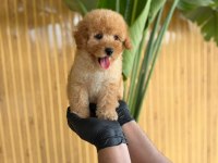 Toy Poodle Bebekler Referans Yavru