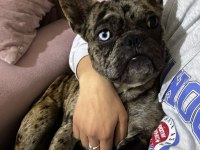 EGZOTİK BLUE TAŞIYICI FRENCH BULLDOG AKILLI ARAYANLARA