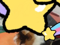 Sevimli guinea pig yavruları tepeli (17 günlük)
