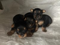 Minik yorkshire terrier yakışıklılar