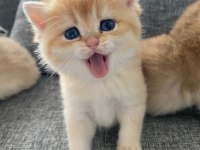 yavru british shorthair kediler
