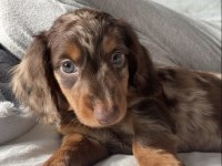 Premium Longhair Dachshund – Zarif Uzun Tüyleriyle