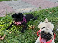 43 Günlük Temiz Kan Pug Yavrular