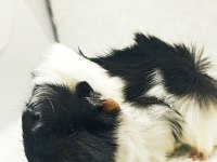 İstanbul Bağcılar sahibinden ginepig