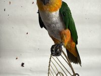 Caique Papağanı (Siyah Başlı Caique)