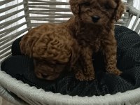 TOY POODLE sahiplendiriliyor