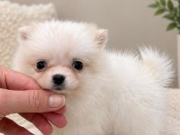 Pomeranian Boo Teacup 