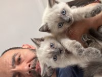 30 haziran doğumlu blue point british shorthair yavrular