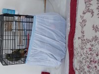 Patagonya konur papağanı