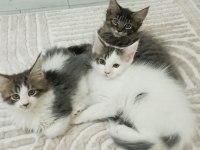 Dev kedi Koca pati Maine coon kediler yuvalarını arıyor