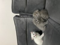 Scottish ve british shorthair kediler