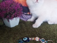 Daha güzel british shorthair yok