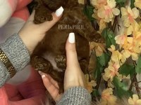 KORE POODLE KÖPEĞİ