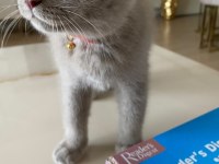 Lilac British Shorthair