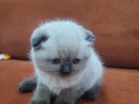 Tatlımı Tatlı Top Kafa Scottish Fold Kedisi