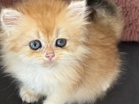 Çok güzel sakin bir erkek kedidir