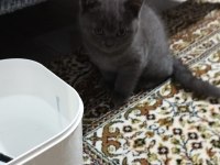 Teslime hazır british shorthair bebeklerim