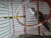 Yavru 4 ve 6 aylık sultan papağanı yavruları
