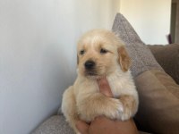 Sağlıklı Golden Retriever Yavrular