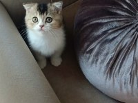 İKİ ERKEK KARDEŞ BİLEK GOLDEN 65 GÜNLÜK KEDİMİZ