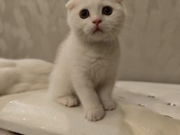 Güzel scottish fold oğlumuza güzel bir yuva