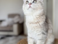 British longhair erkek