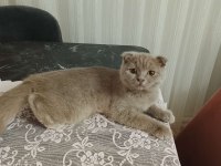 Scottish Fold Yavrusu