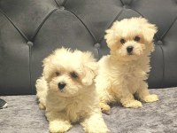 A kalite maltese terrier