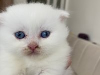 Scottish fold