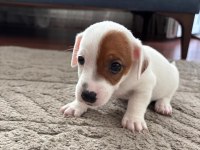 Muhteşem ırk güzeli jack russell yavrular
