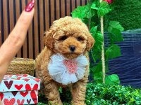 ŞEKER TADINDA MALTIPOO
