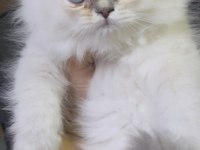 British Longhair Silver Point Dişi