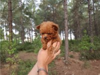 toy poodle köpekleri antalya