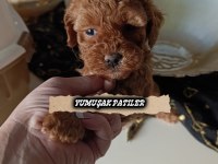 Sevimli Irk Toy Poodle