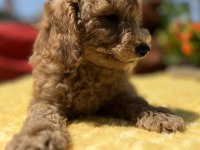 Tüy Dökmez Koku Yapmaz Toy Poodle Yavrular