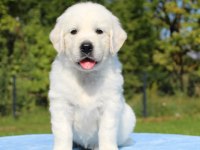 Golden Retriever Yavrular İçin Ulaşabilirsiniz
